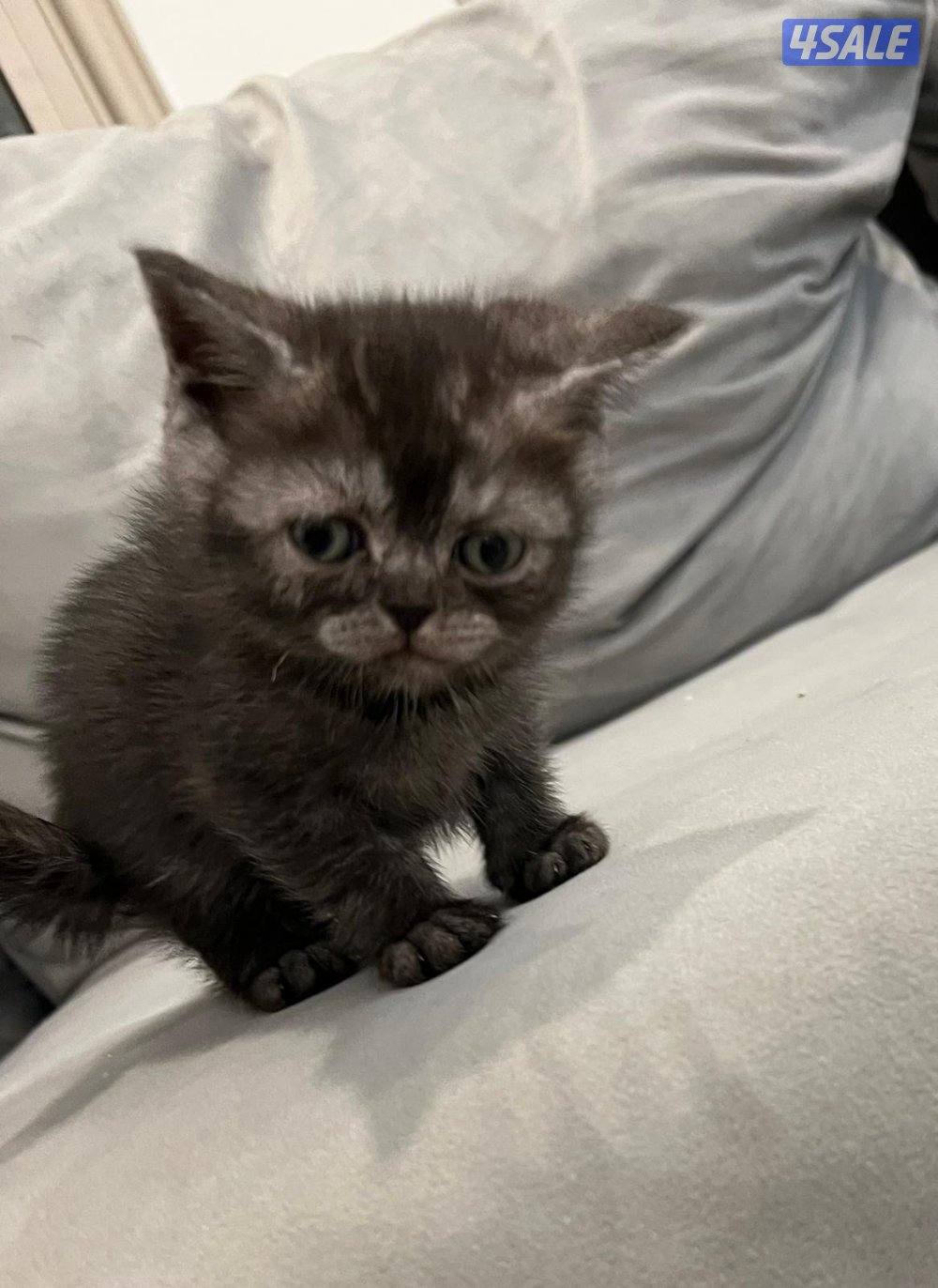 حيوانات قطط1