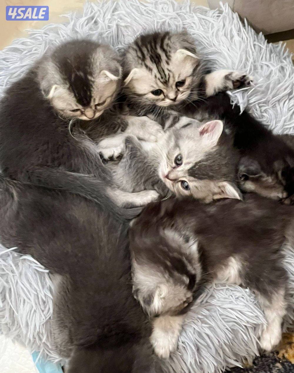 حيوانات قطط0