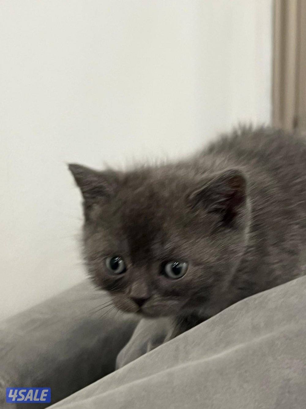 حيوانات قطط2