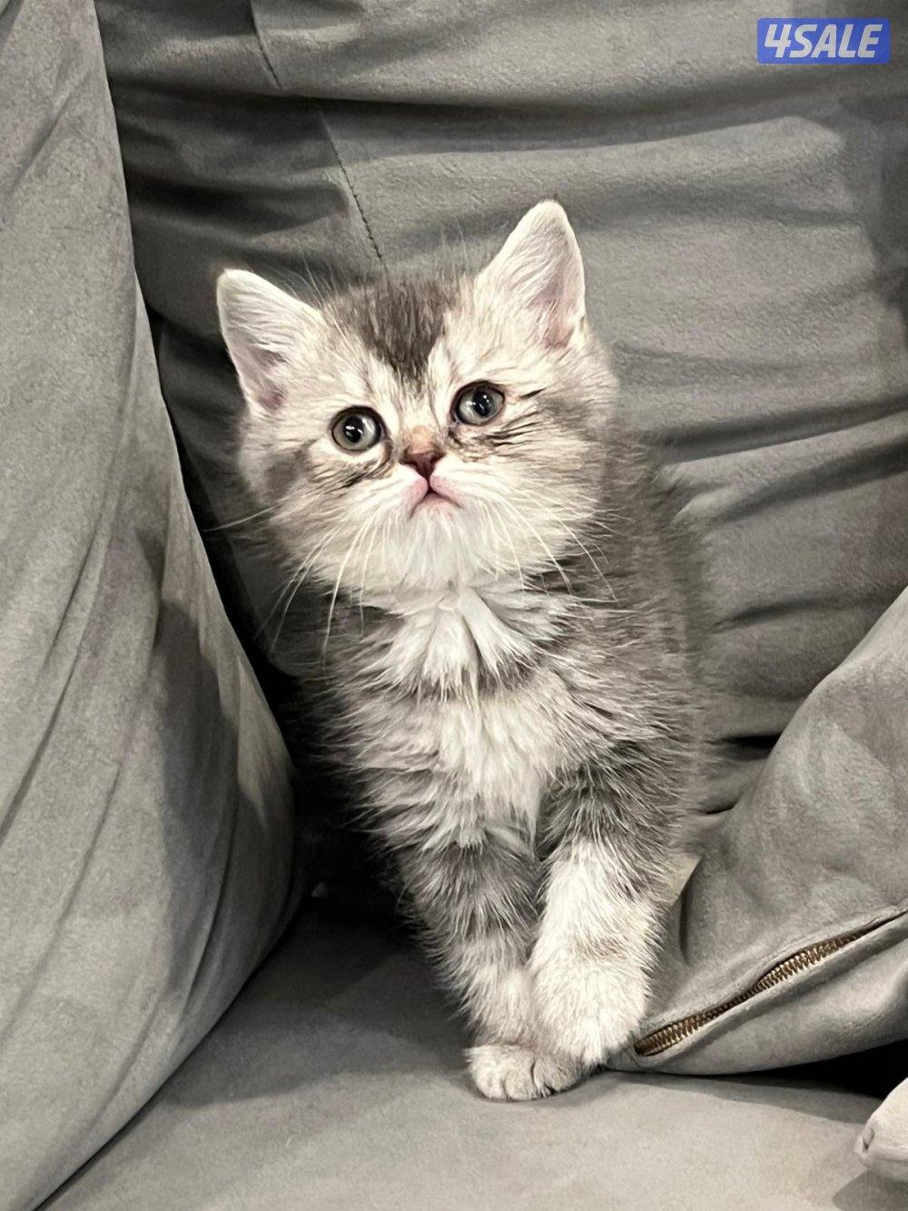 حيوانات قطط3