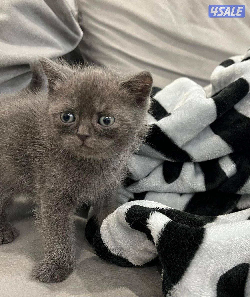 حيوانات قطط4