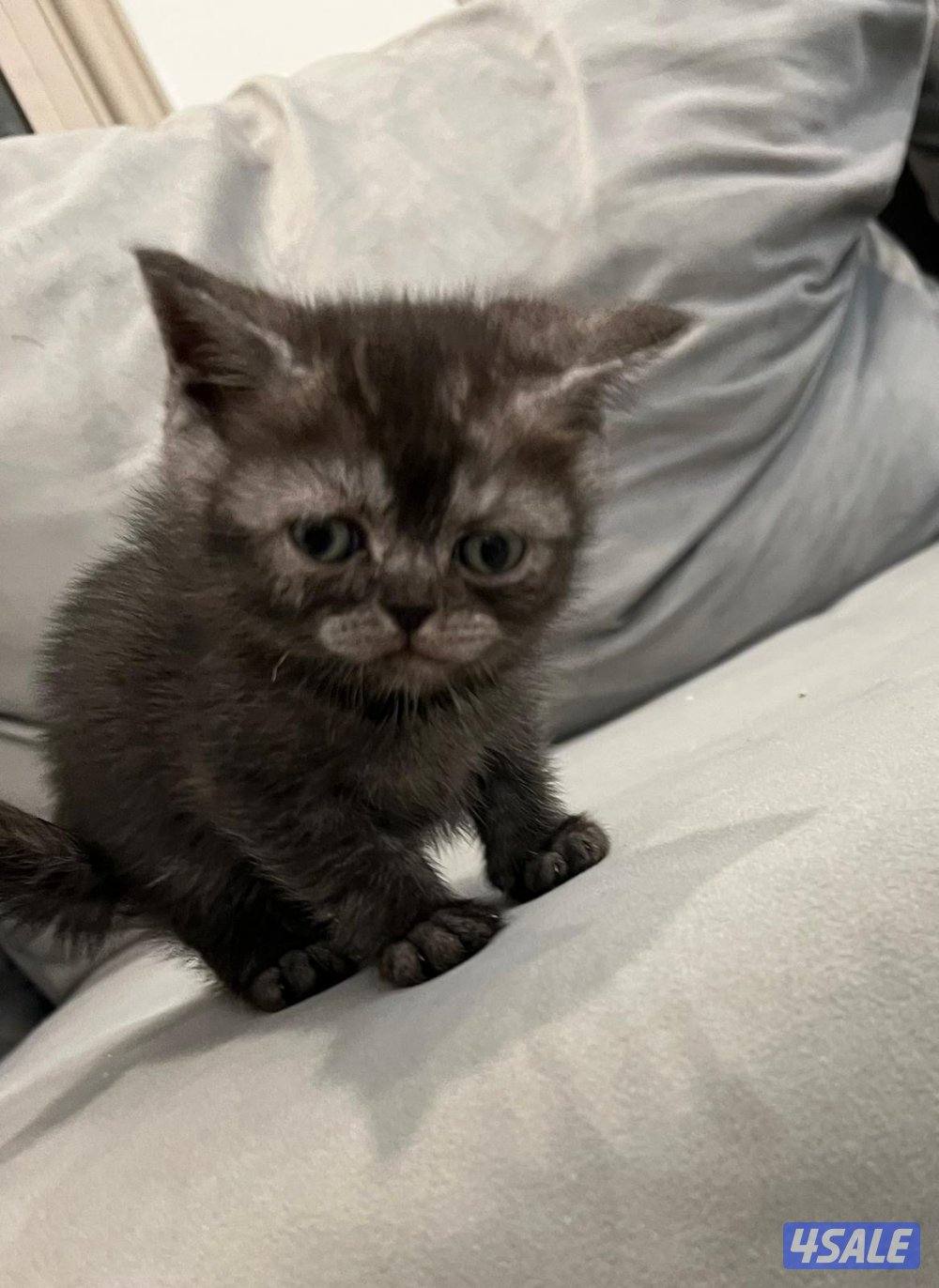 حيوانات قطط6