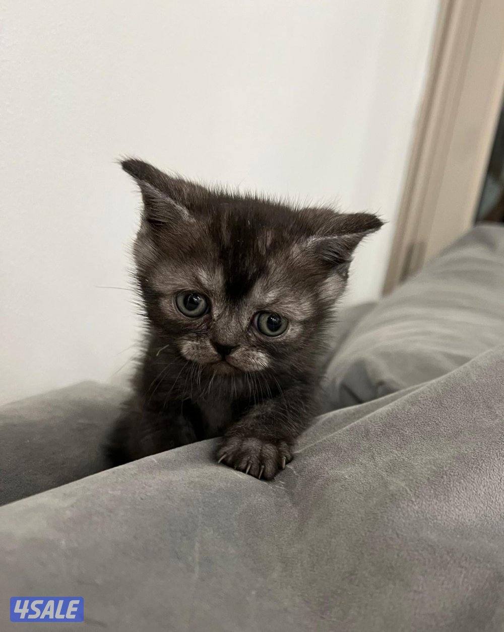 حيوانات قطط5