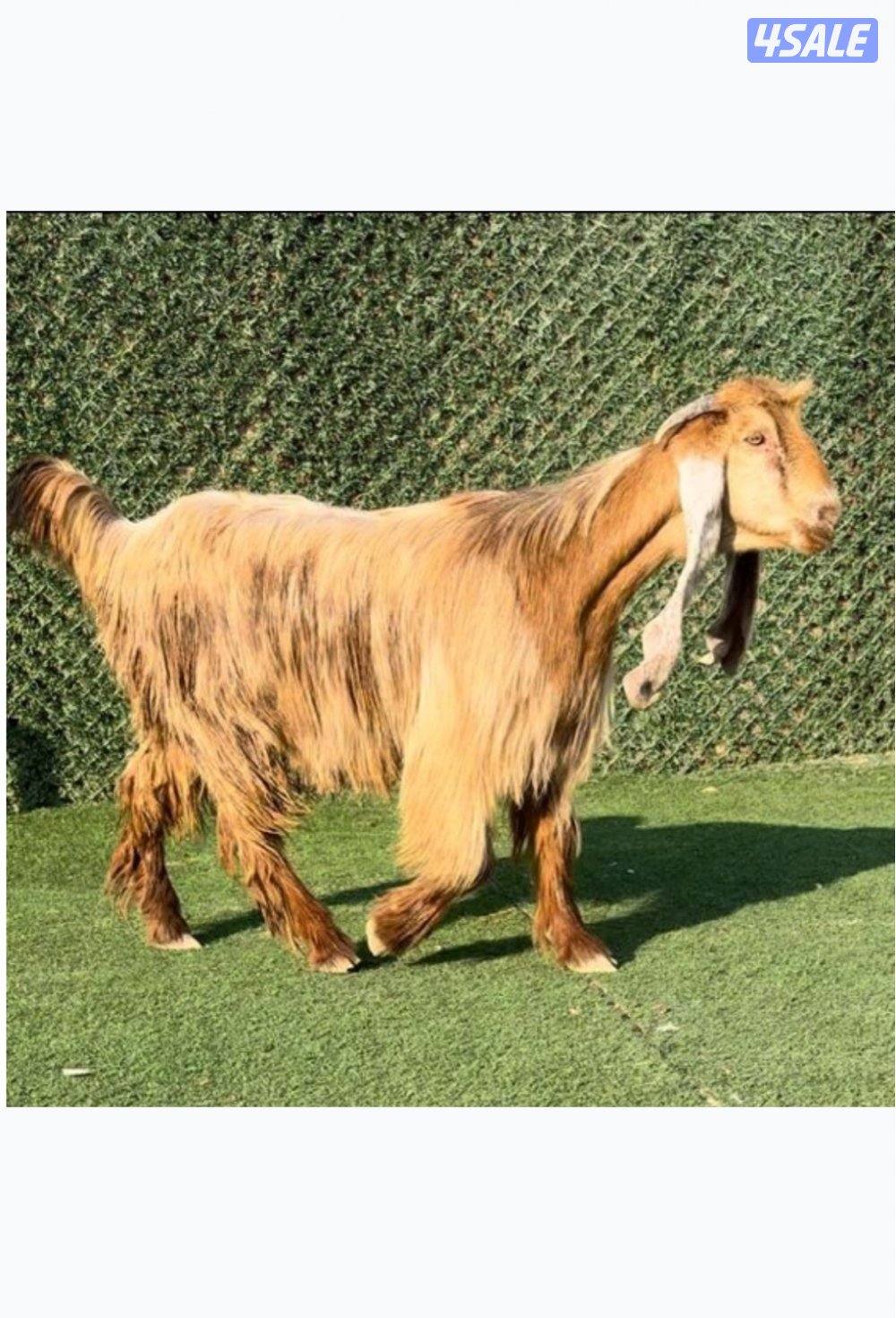 للبيع جذعه1