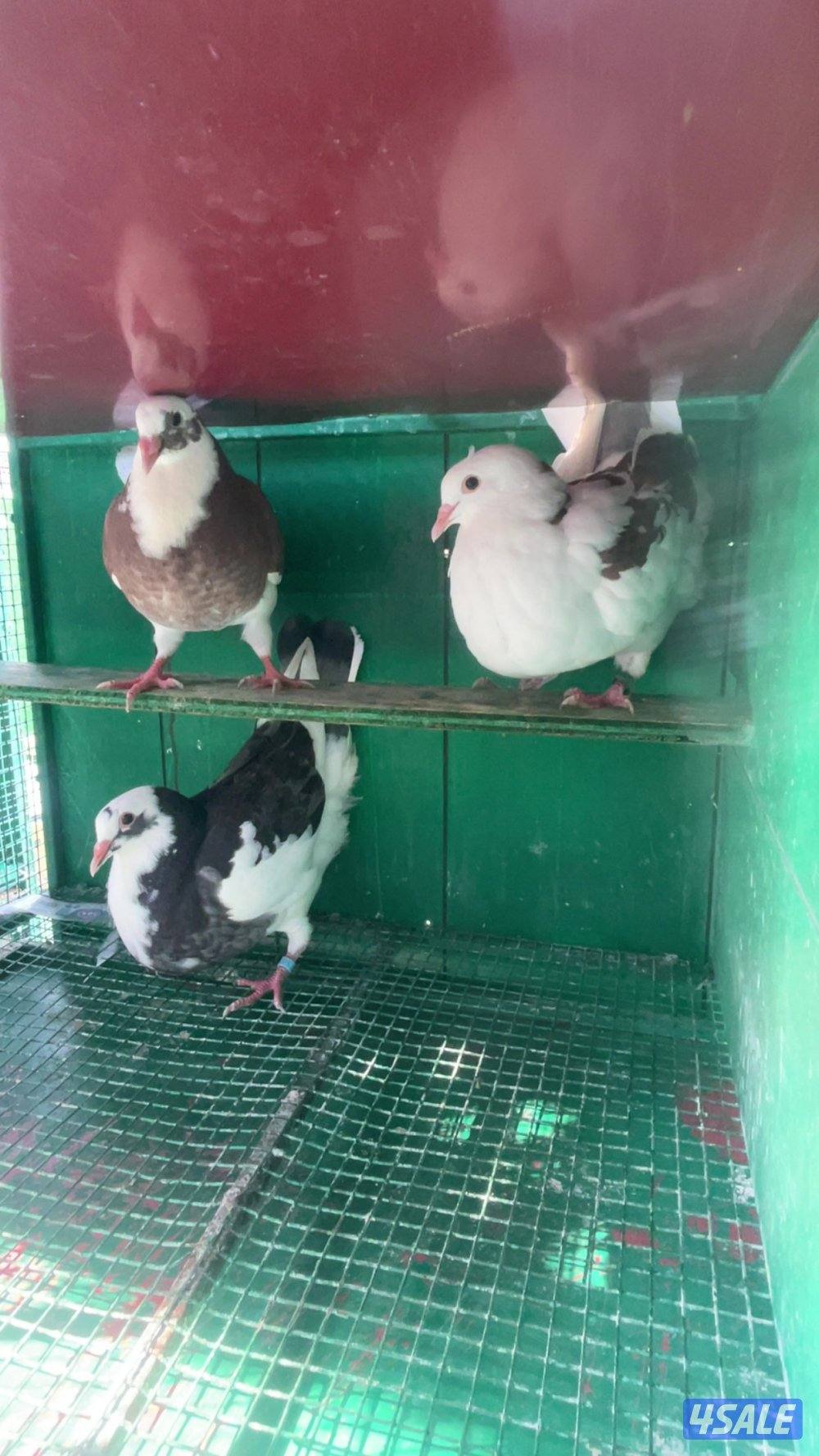 لاحم الوزان1