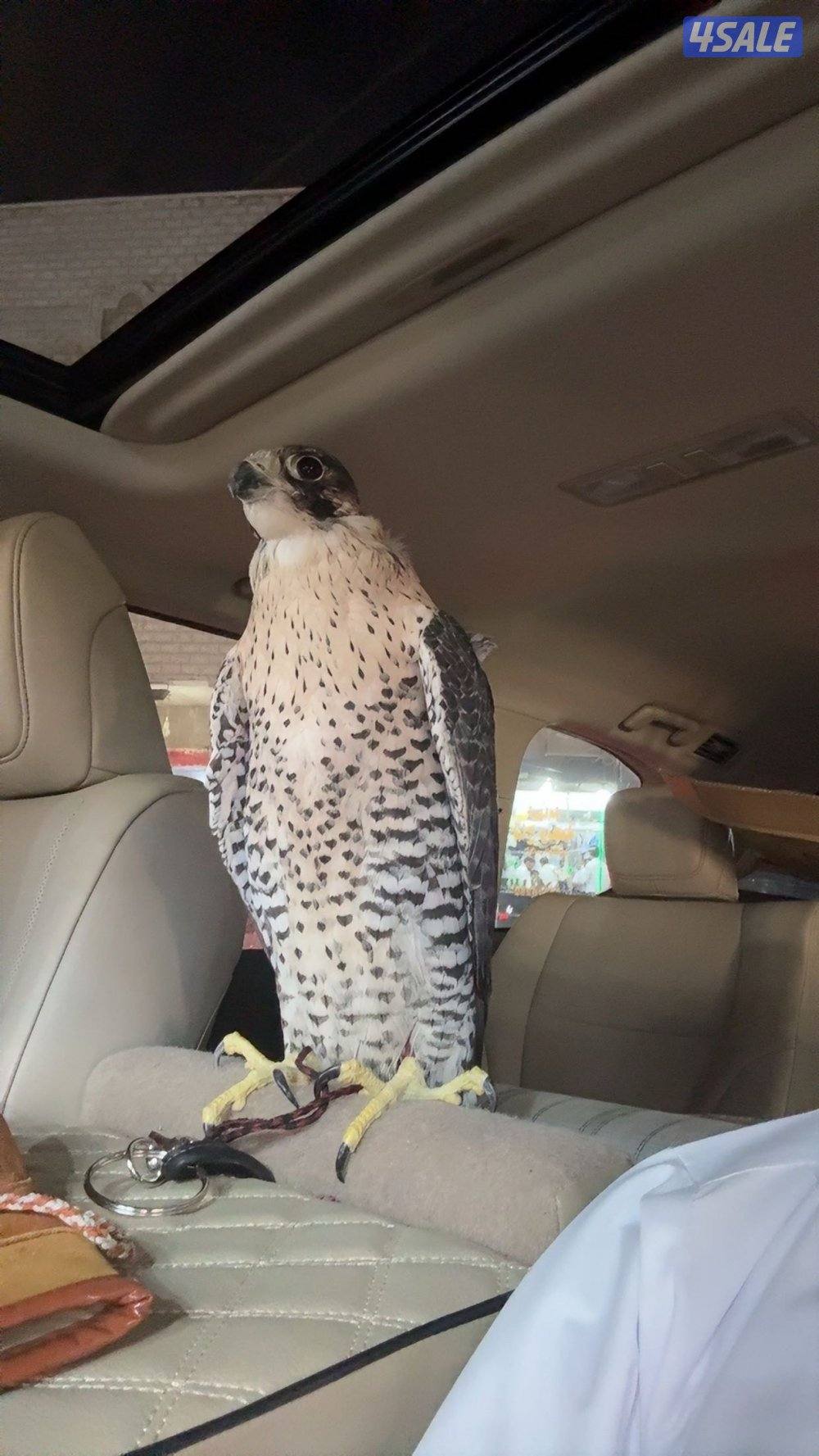 جيرشاهين عرض وطول١٦قرناس1اعلوم طير زرقي حباره كروان0