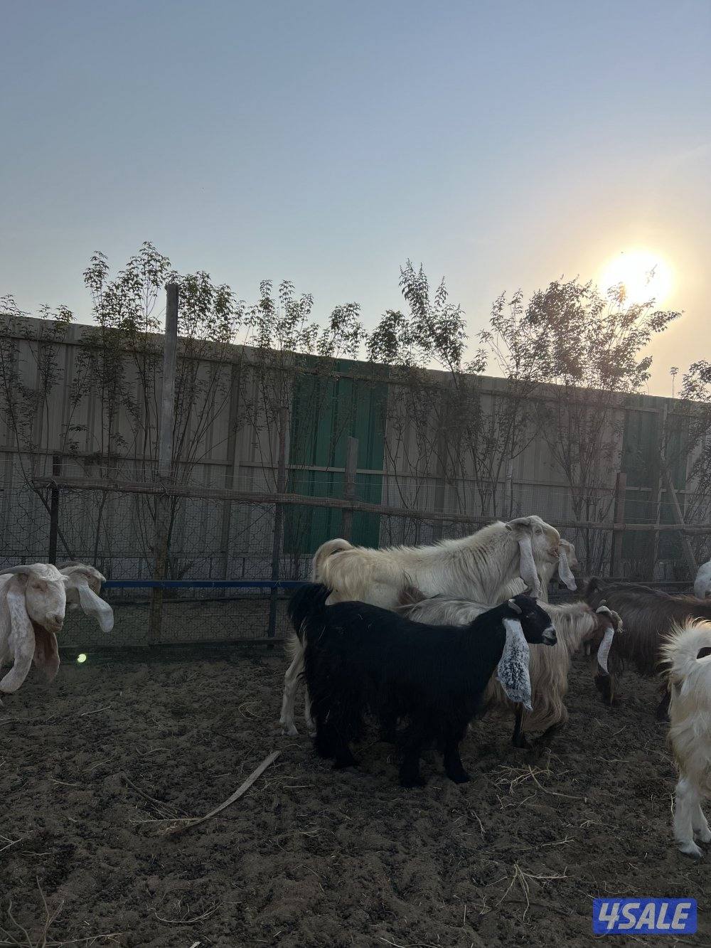 مزارع الوفره طريق 7000