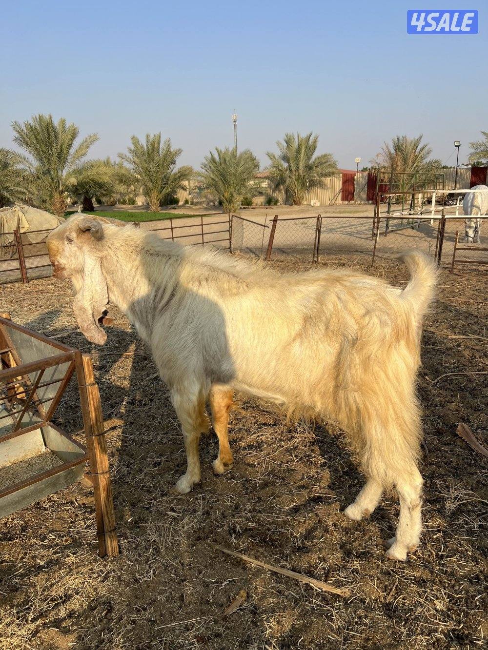 مزارع الوفره طريق 7001