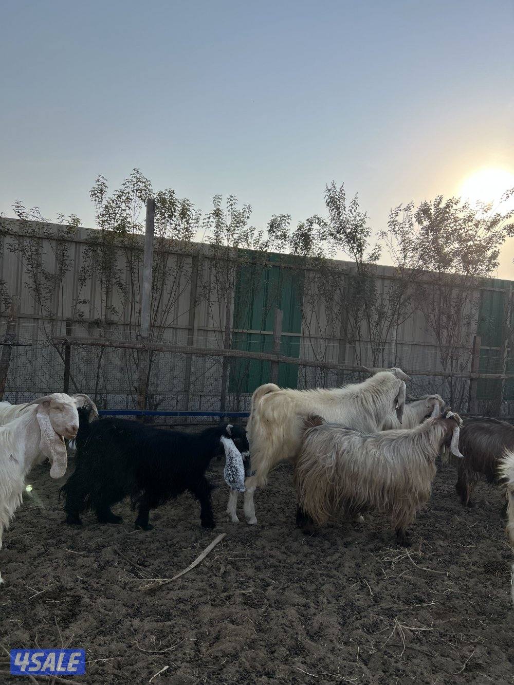 مزارع الوفره طريق 7002