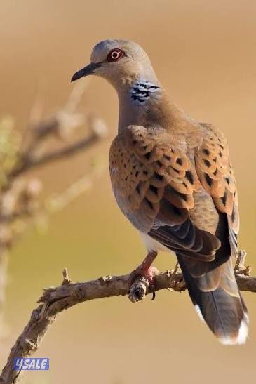 قطعه 5 شارع 20