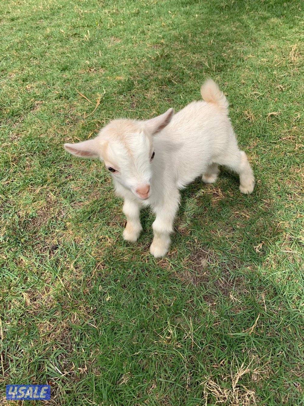 جفرات جيكيه صحه جيده أقزام موجودين بالبيت1