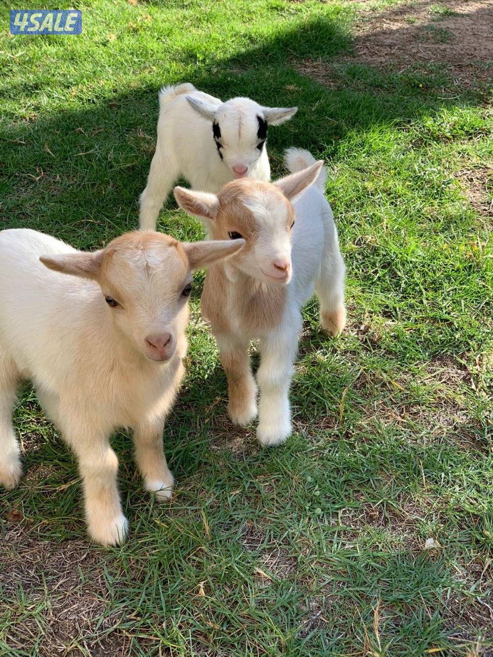 جفرات جيكيه صحه جيده أقزام موجودين بالبيت0