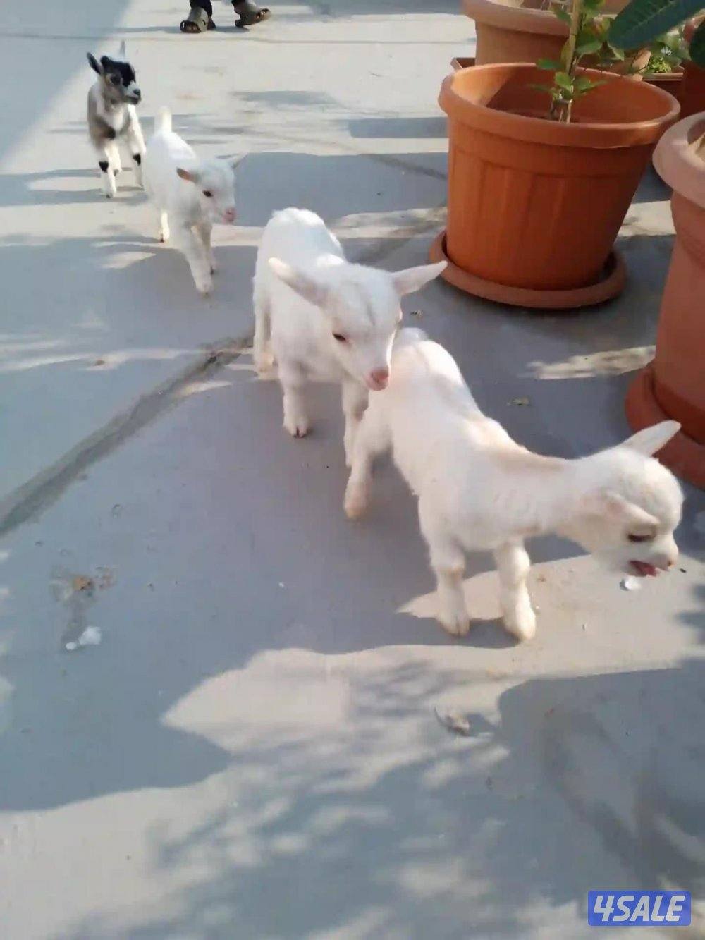 جفرات جيكيه صحه جيده أقزام موجودين بالبيت2