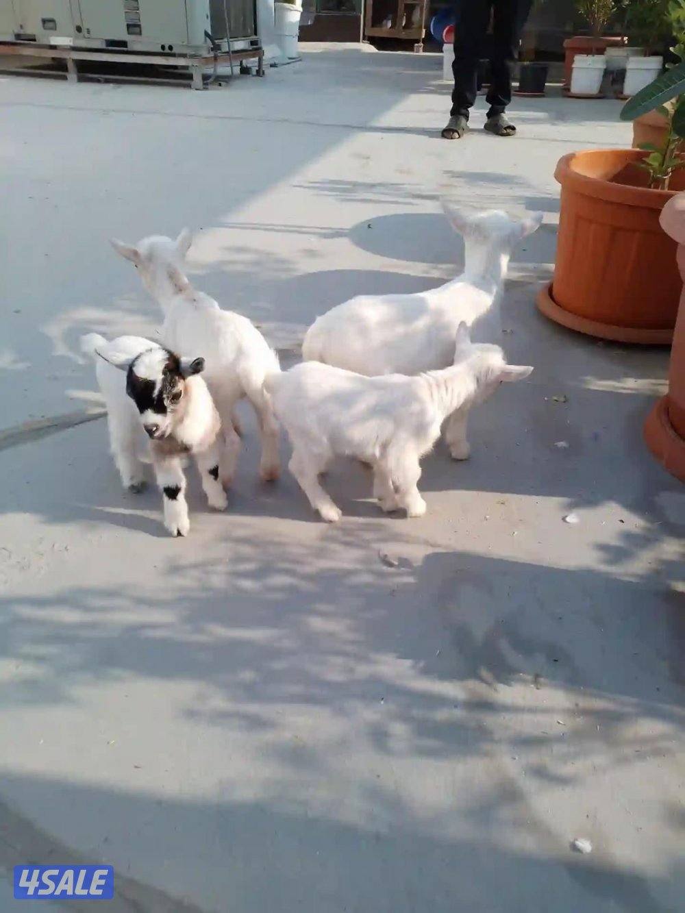 جفرات جيكيه صحه جيده أقزام موجودين بالبيت3