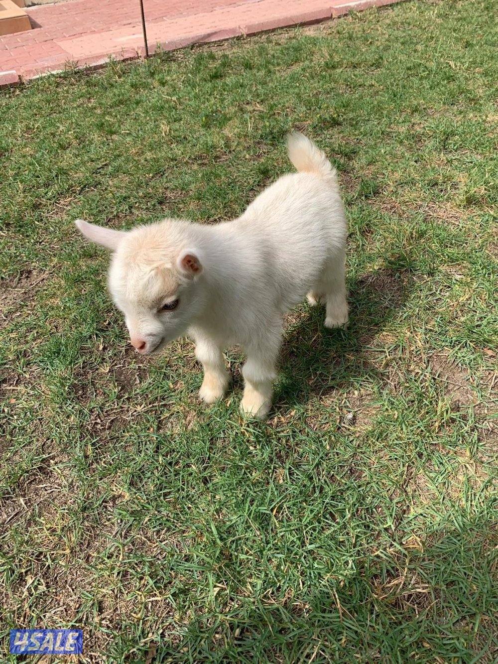 جفرات جيكيه صحه جيده أقزام موجودين بالبيت4