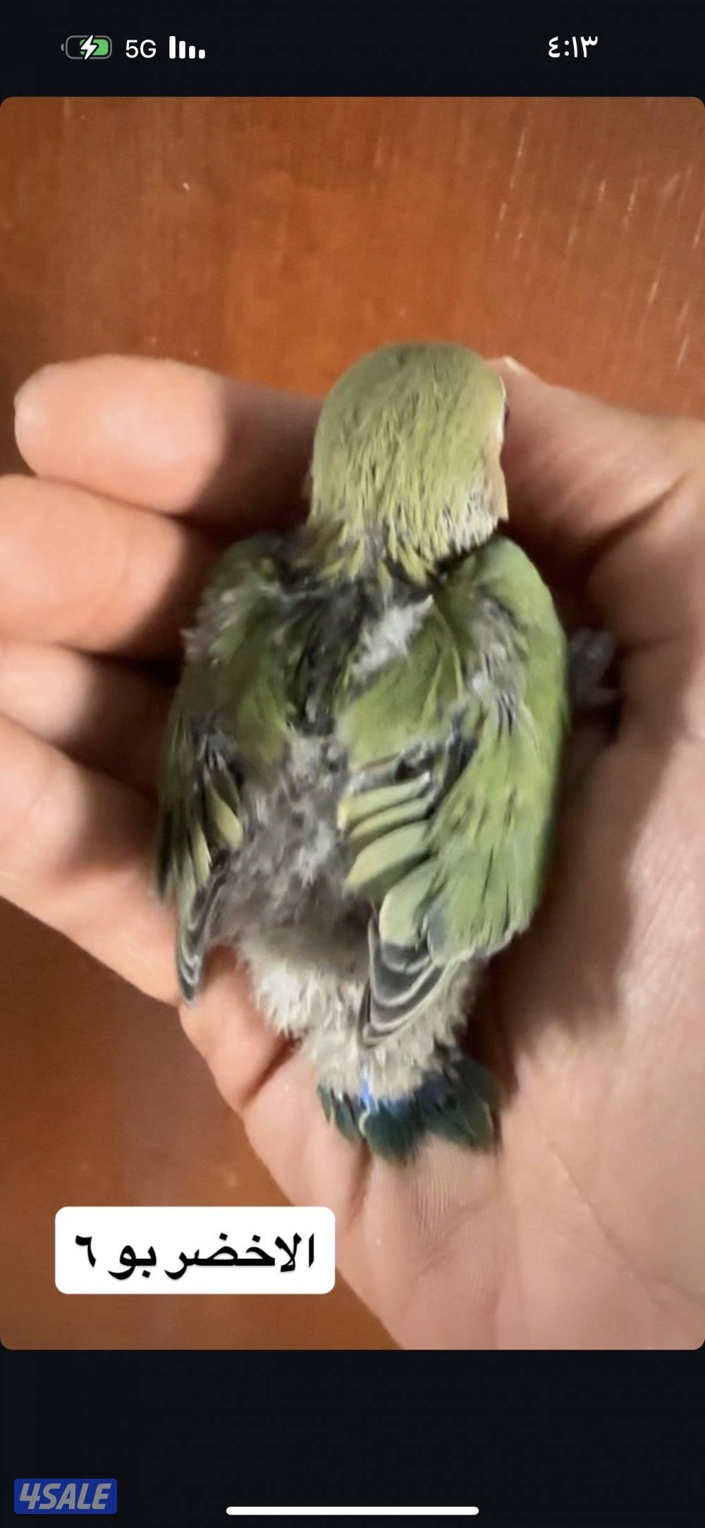 فروخ لوف بيرد عس0