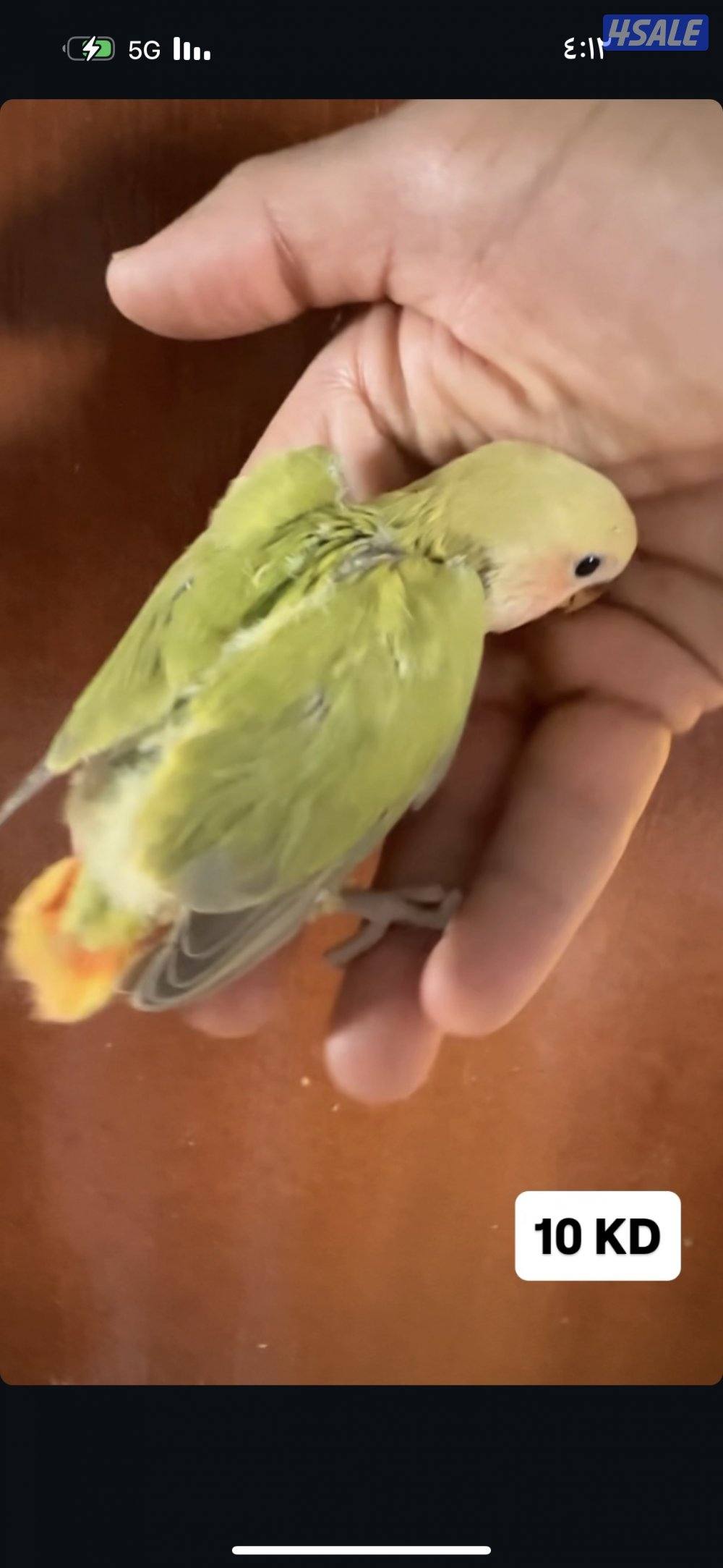 فروخ لوف بيرد عس2