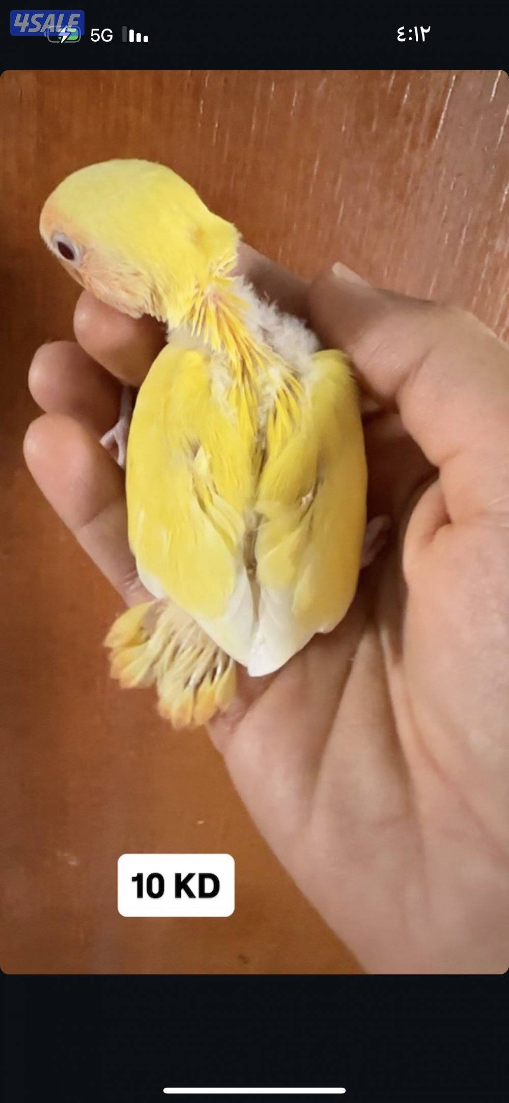 فروخ لوف بيرد عس3