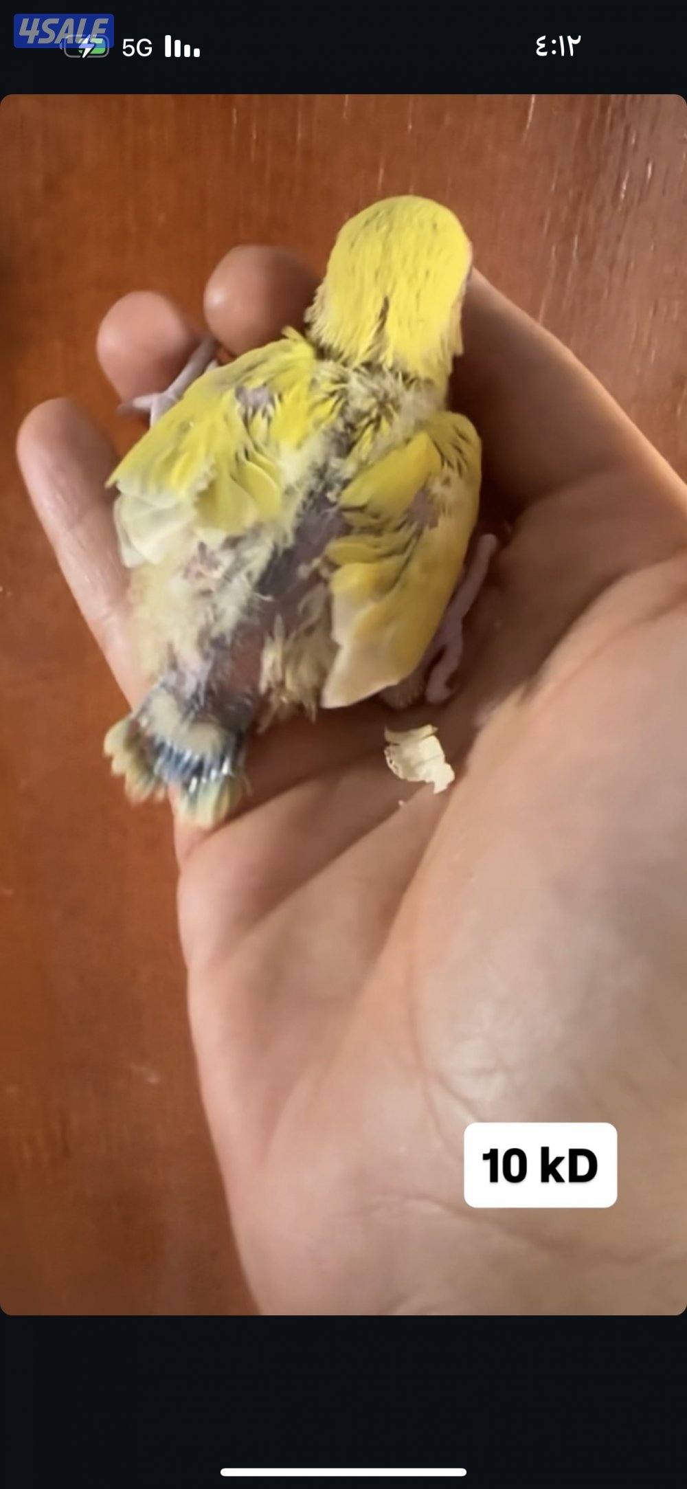 فروخ لوف بيرد عس4