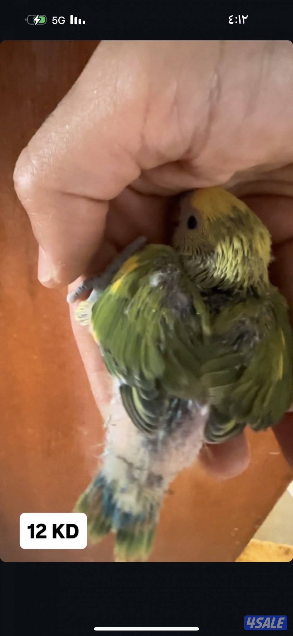 فروخ لوف بيرد عس5