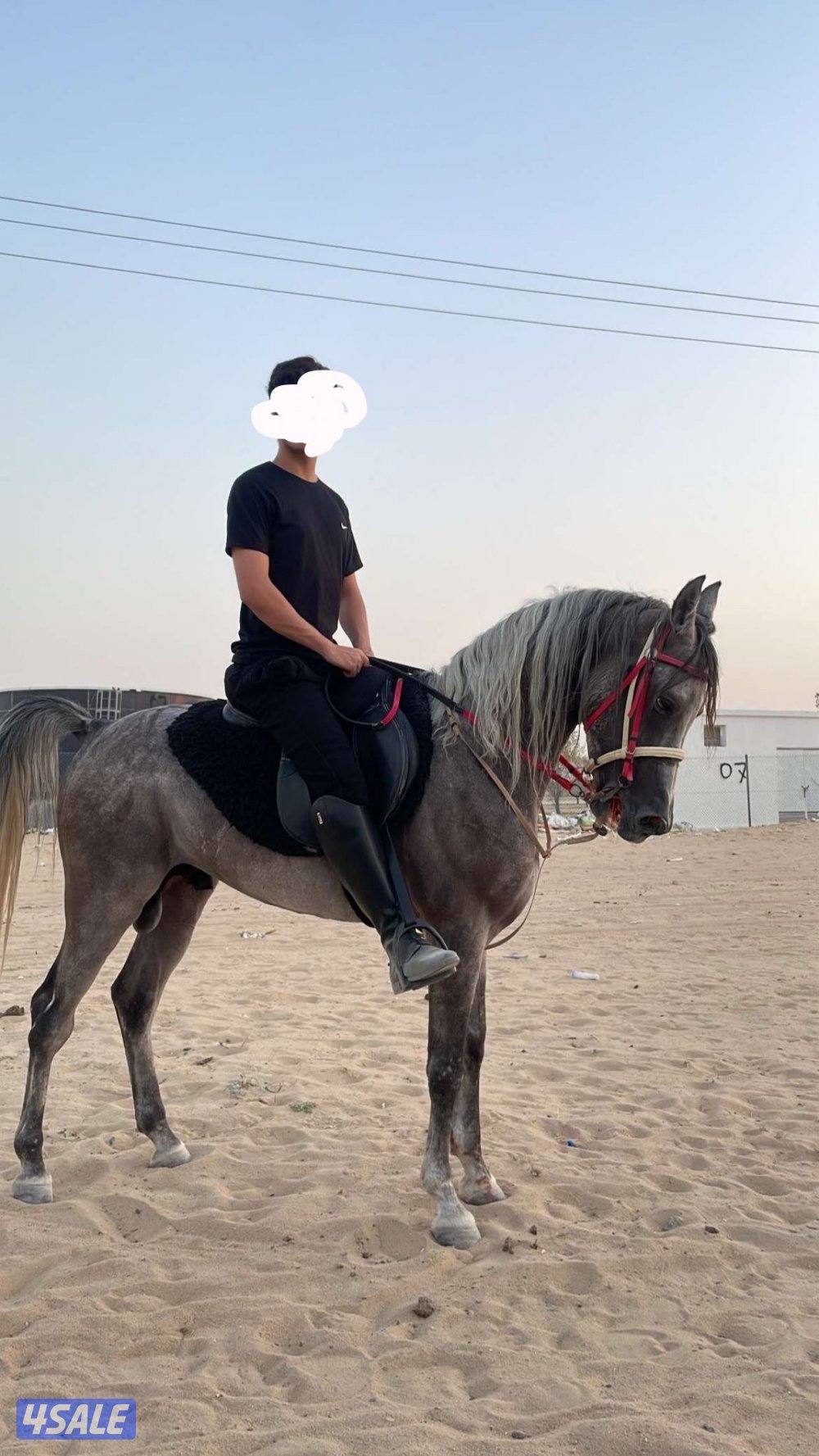 حصان مصري على السوم واتس فقط رسائل0