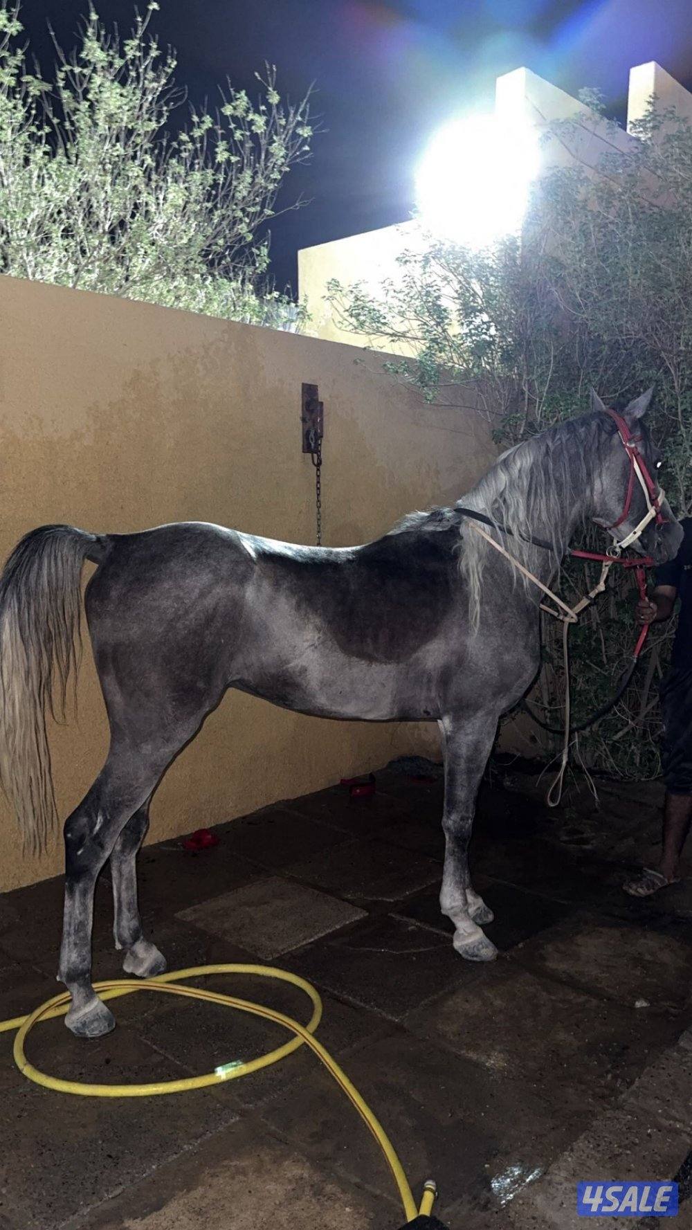 حصان مصري على السوم واتس فقط رسائل1