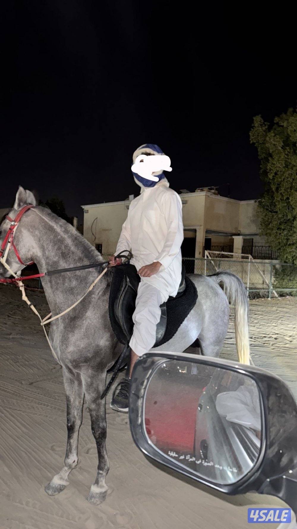 حصان مصري على السوم واتس فقط رسائل2