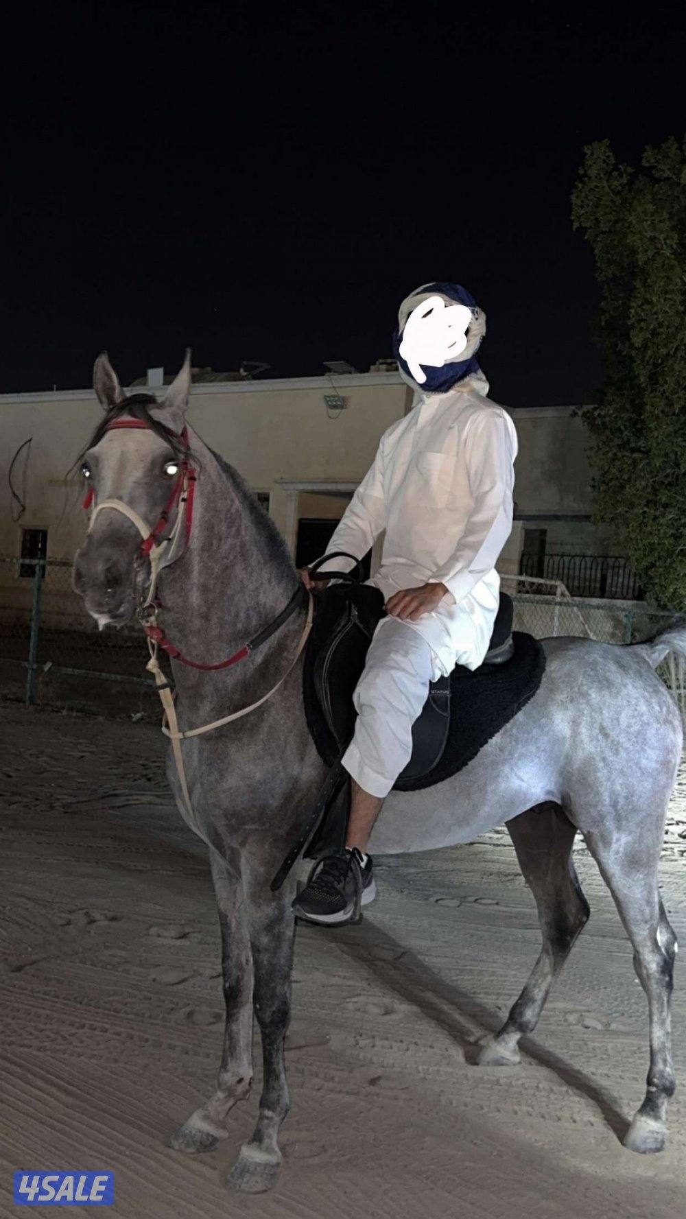 حصان مصري على السوم واتس فقط رسائل3