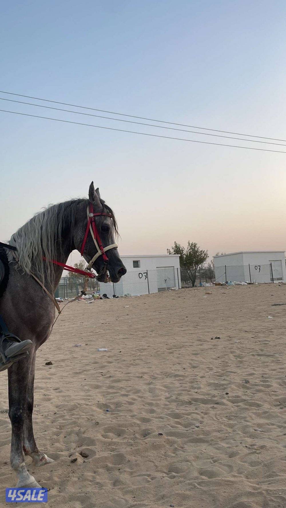 حصان مصري على السوم واتس فقط رسائل4