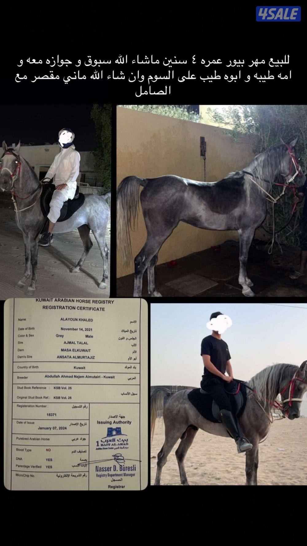 حصان مصري على السوم واتس فقط رسائل6