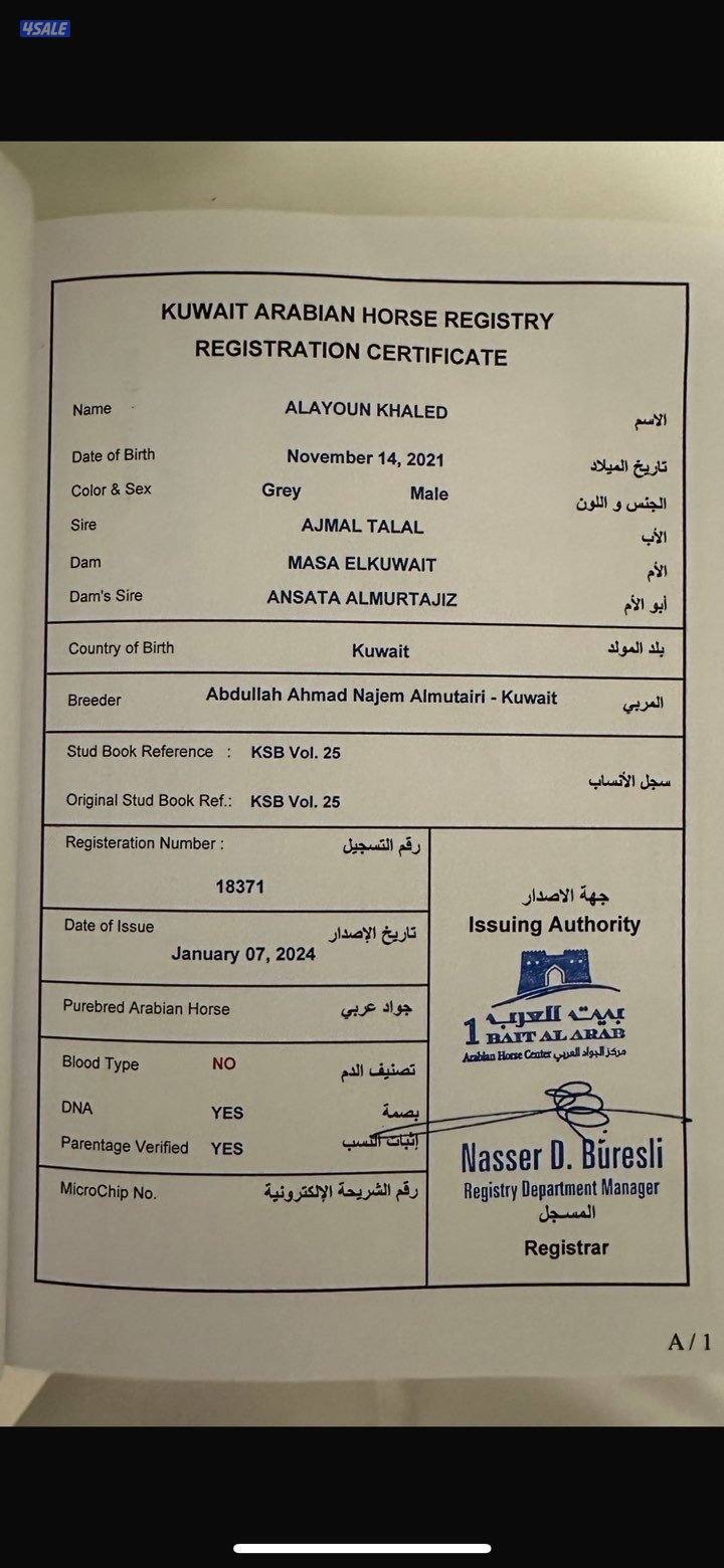 حصان مصري على السوم واتس فقط رسائل5