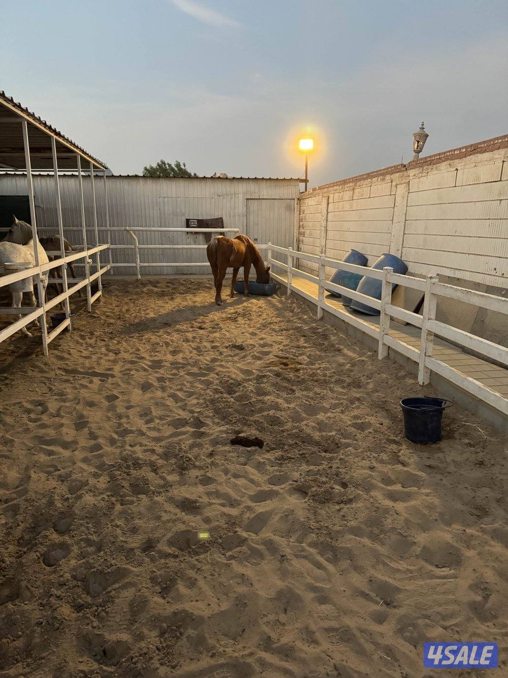 فرس واهو معسوفه0