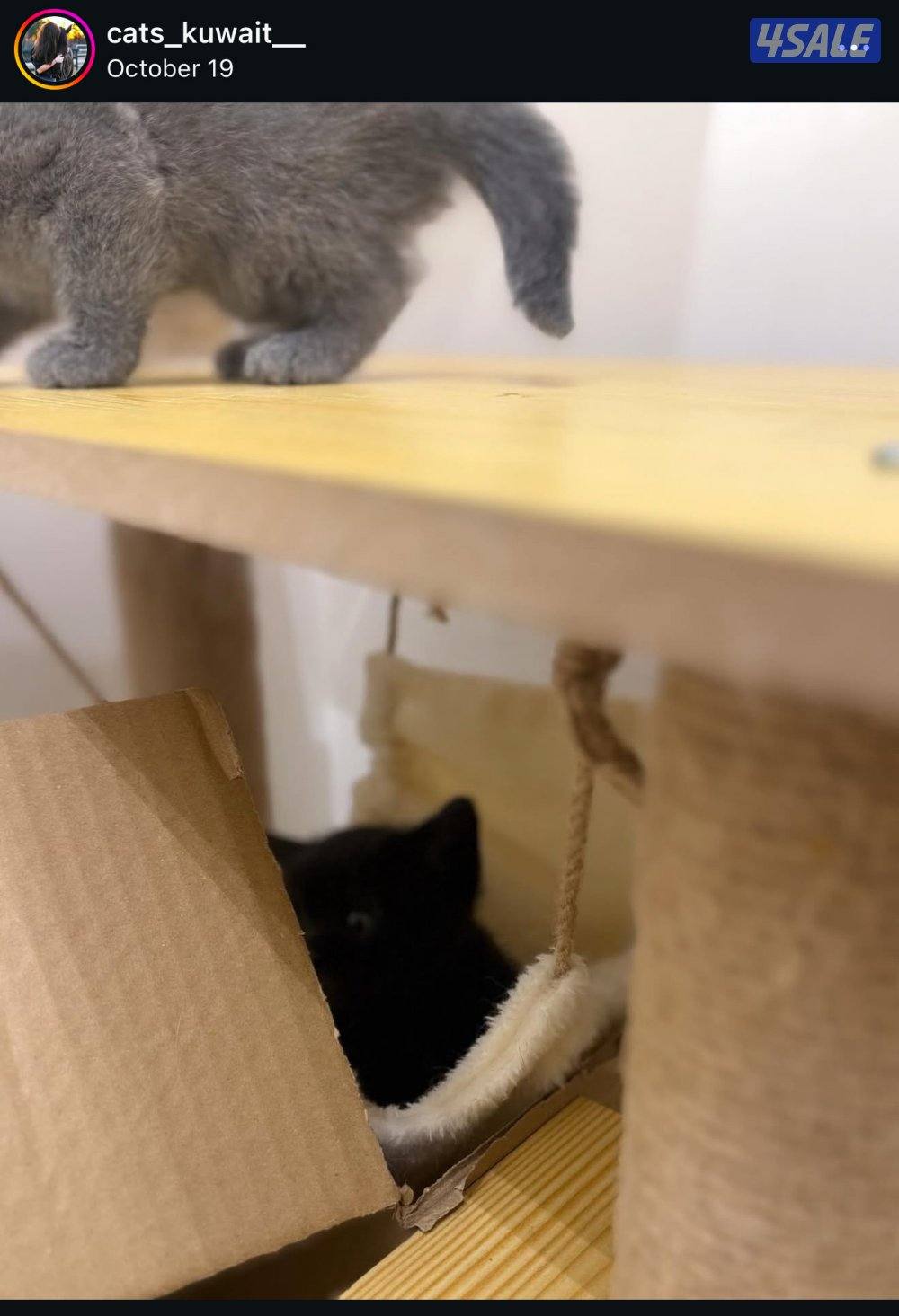 للتبني ذكر اسود عمره شهرين ونص مواليد ١٩-٩ نظيف ولعوب وصحته ممتازه1