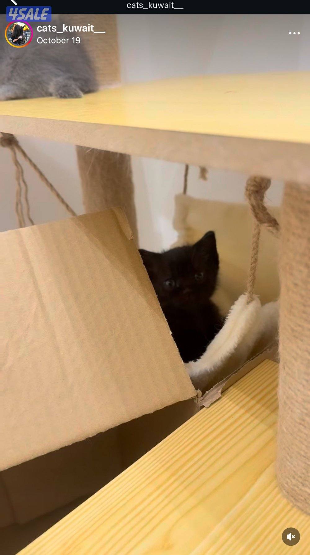 للتبني ذكر اسود عمره شهرين ونص مواليد ١٩-٩ نظيف ولعوب وصحته ممتازه2