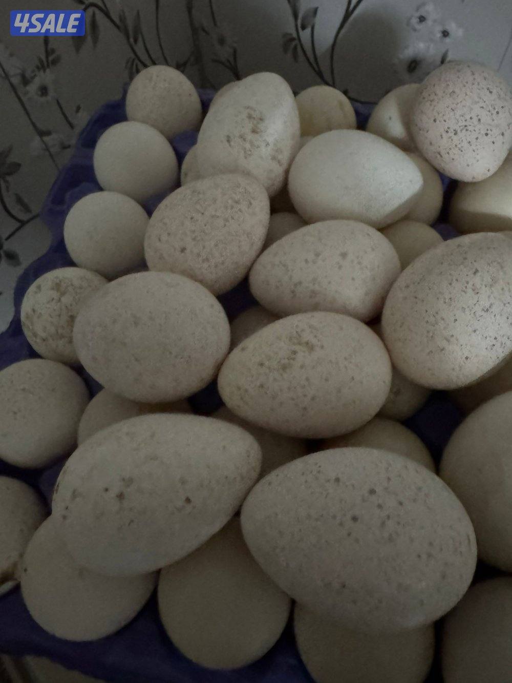 للبيع بيض رومي0