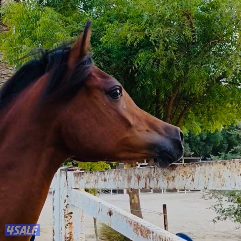 مهرتين كواليتي  بنات دسمان الزباره1