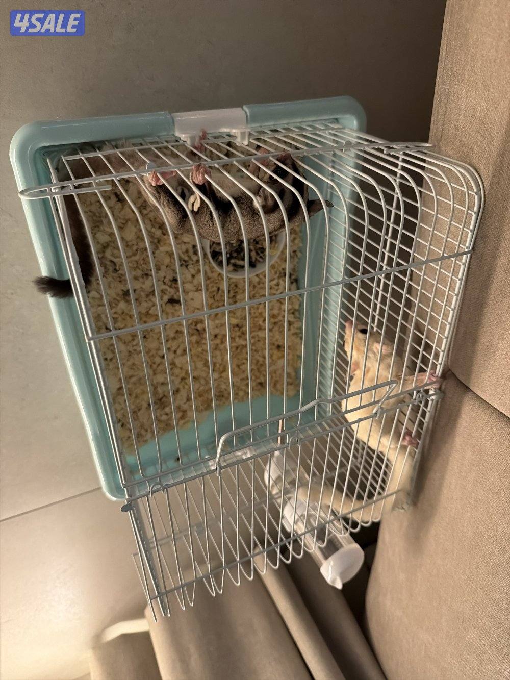 سنجاب طائر ذكر ونثية مع كامل اغراضهم ، النثية نادرة0