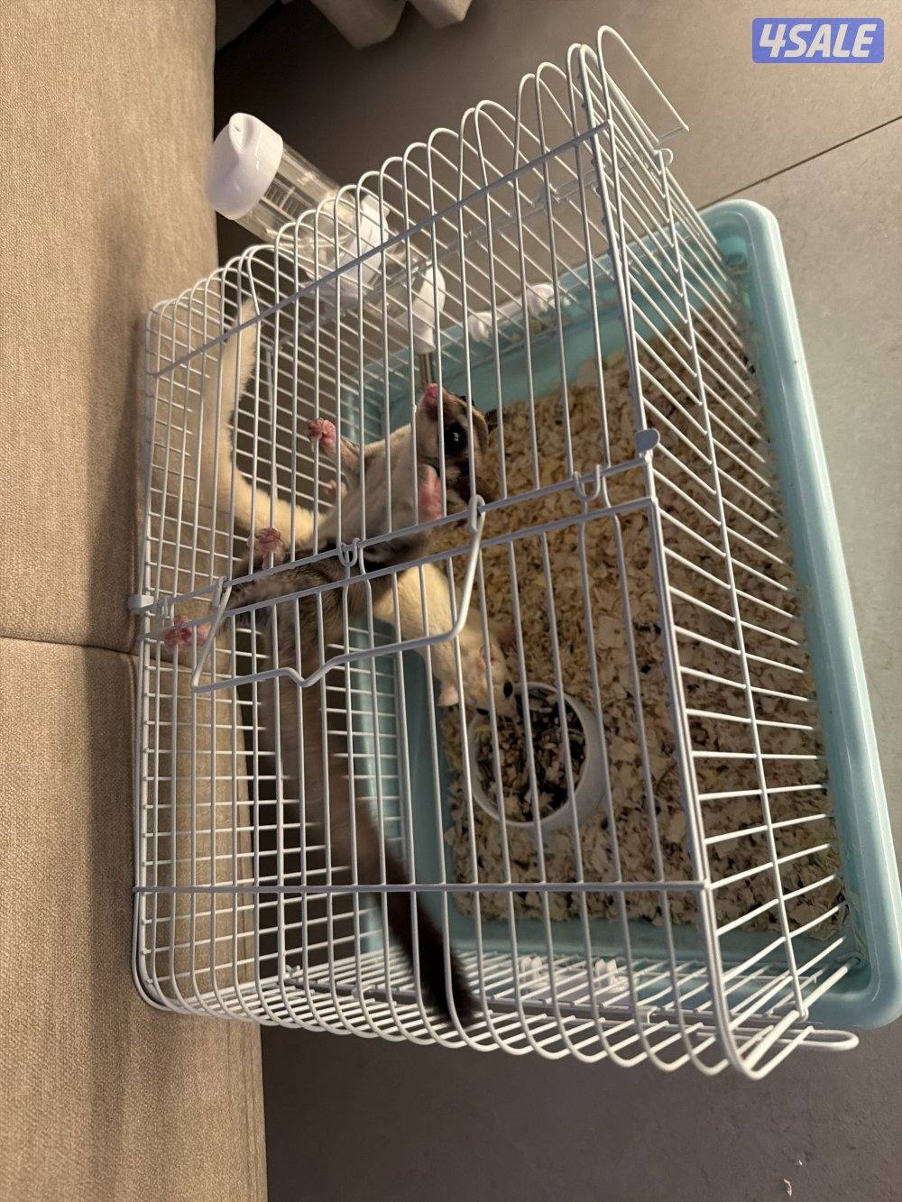 سنجاب طائر ذكر ونثية مع كامل اغراضهم ، النثية نادرة1