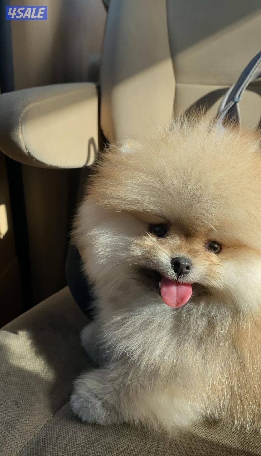 كلب بومرينين مايكرو للبيع0