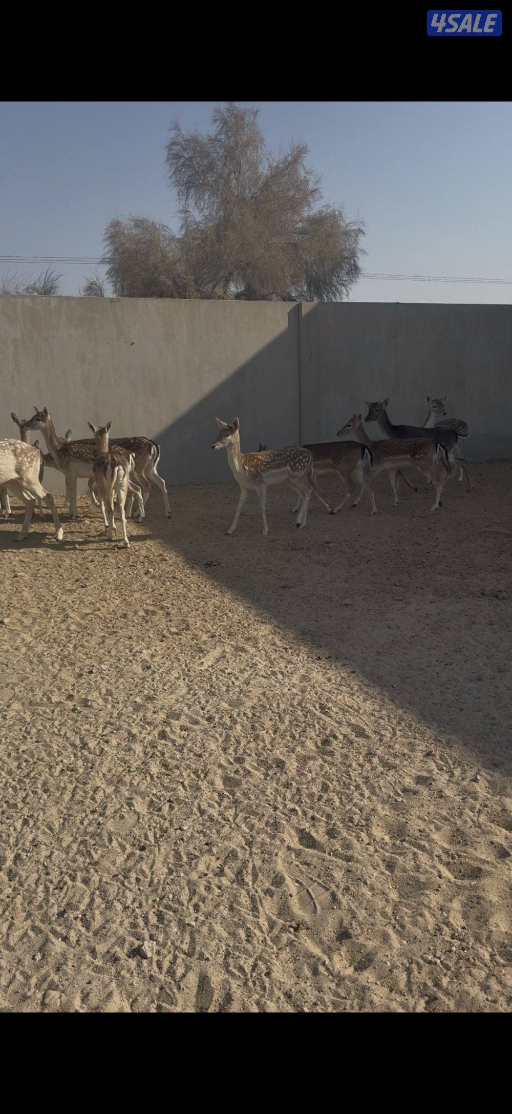 غزلان فلودير0