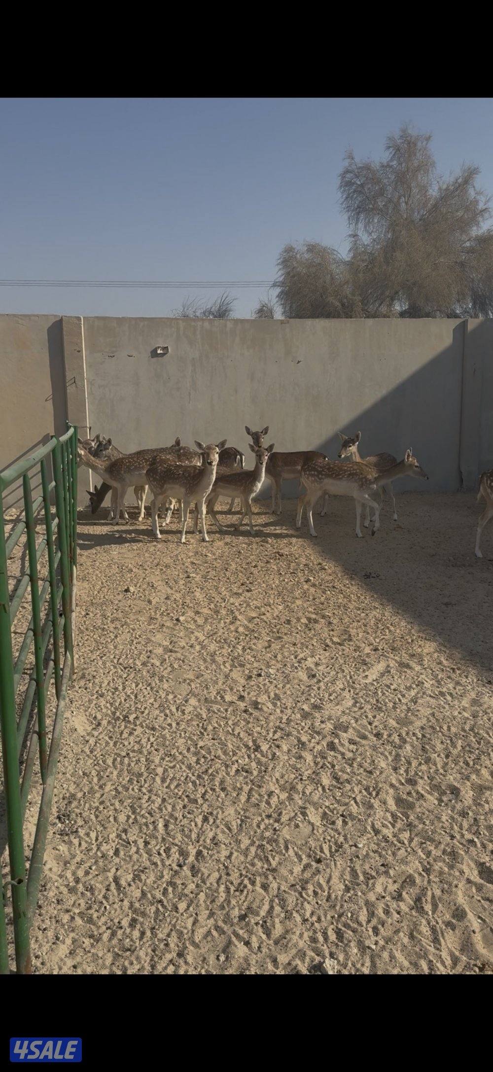 غزلان فلودير1