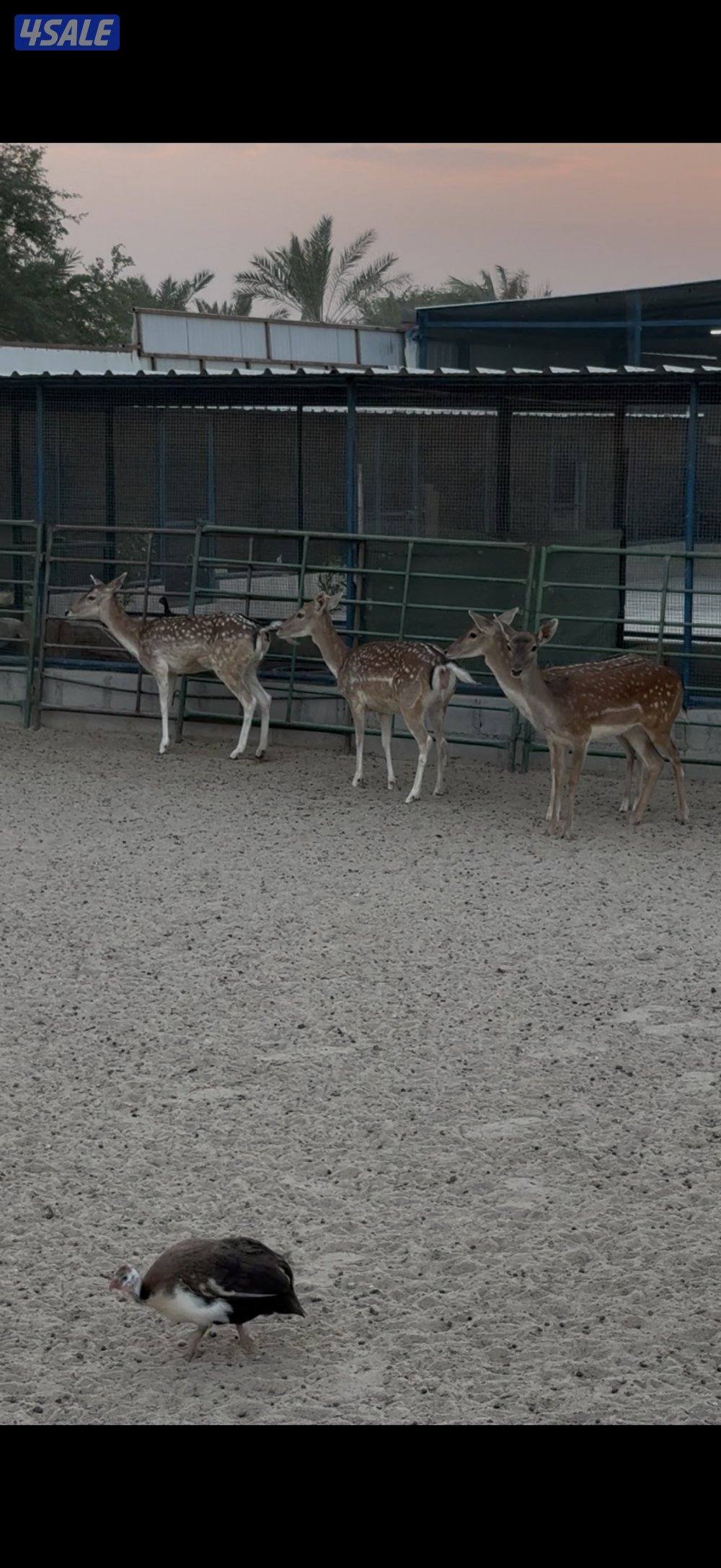 غزلان فلودير2