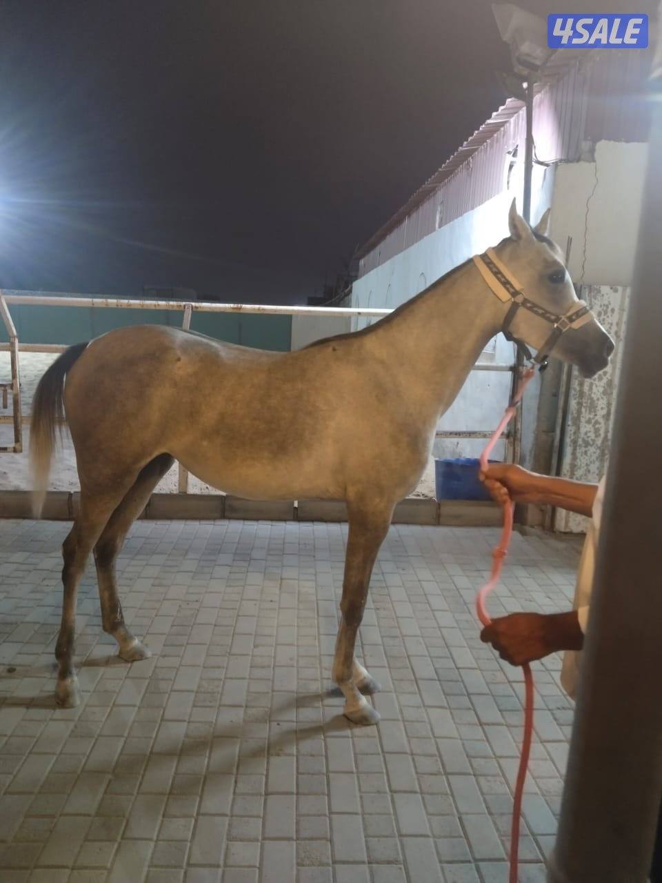 فرس العمر ٣ سنوات بنت ابي بي نايف والام بنت حبيبي شرط السلم1