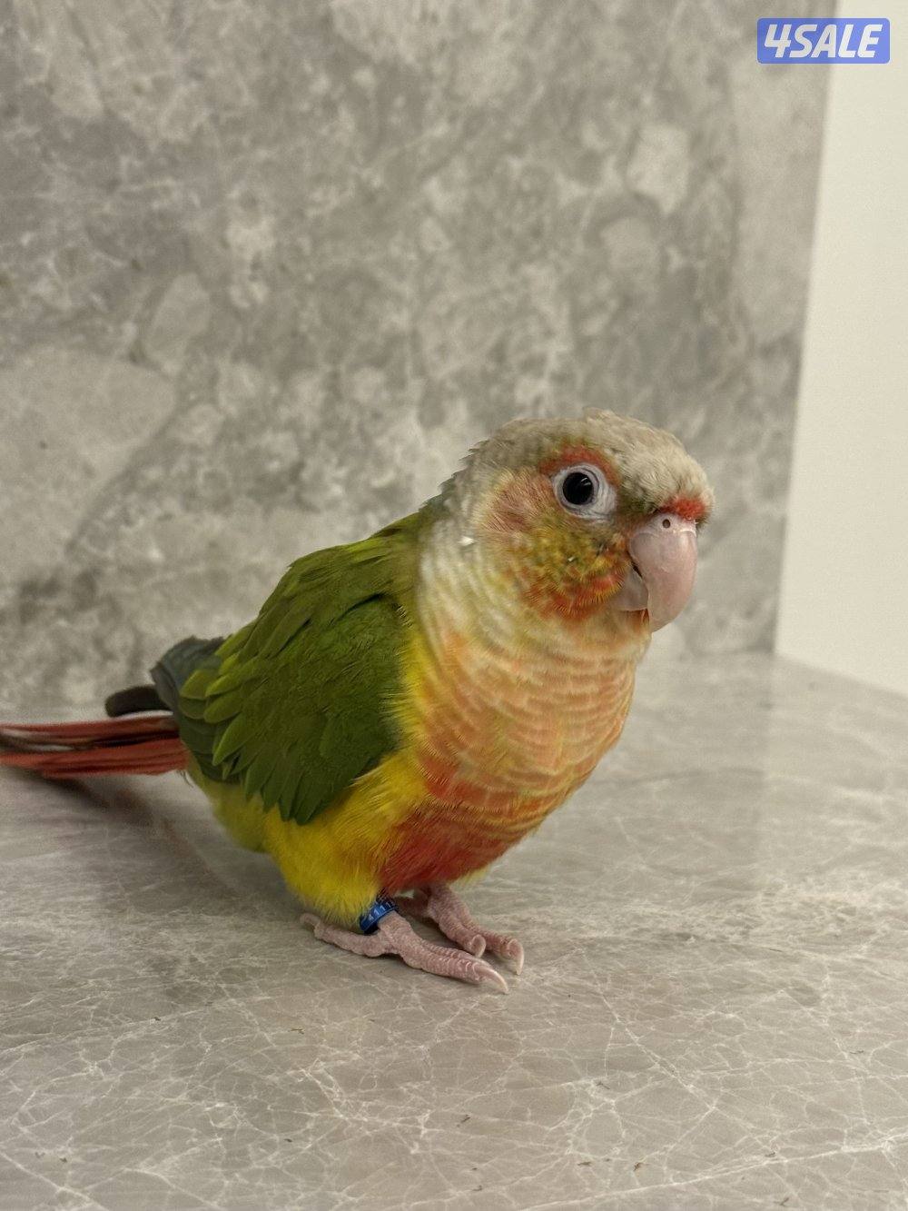 طير كنيور ربوه1