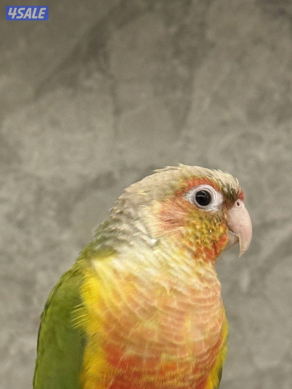 طير كنيور ربوه2