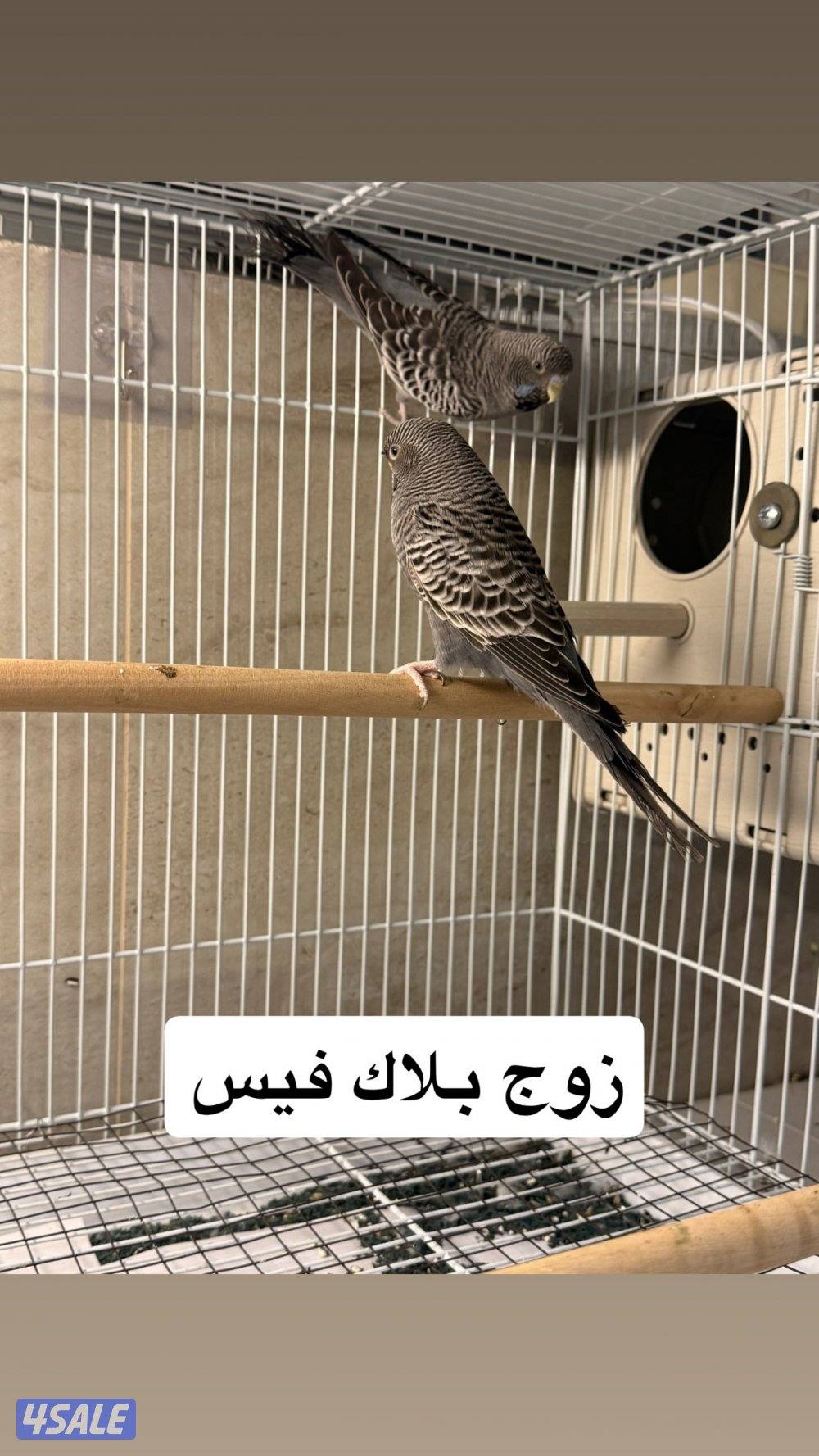للبيع جمله ازواج نوادر0