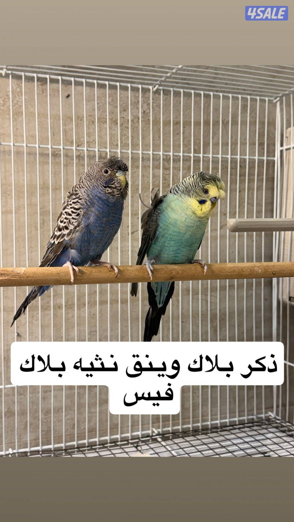 للبيع جمله ازواج نوادر1