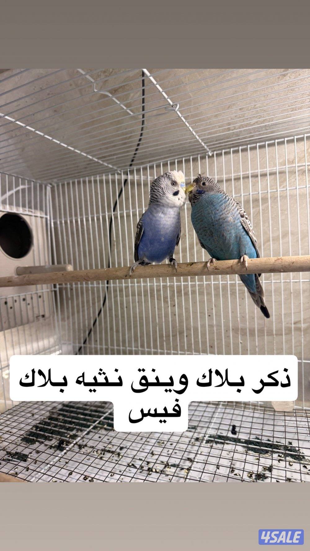 للبيع جمله ازواج نوادر2