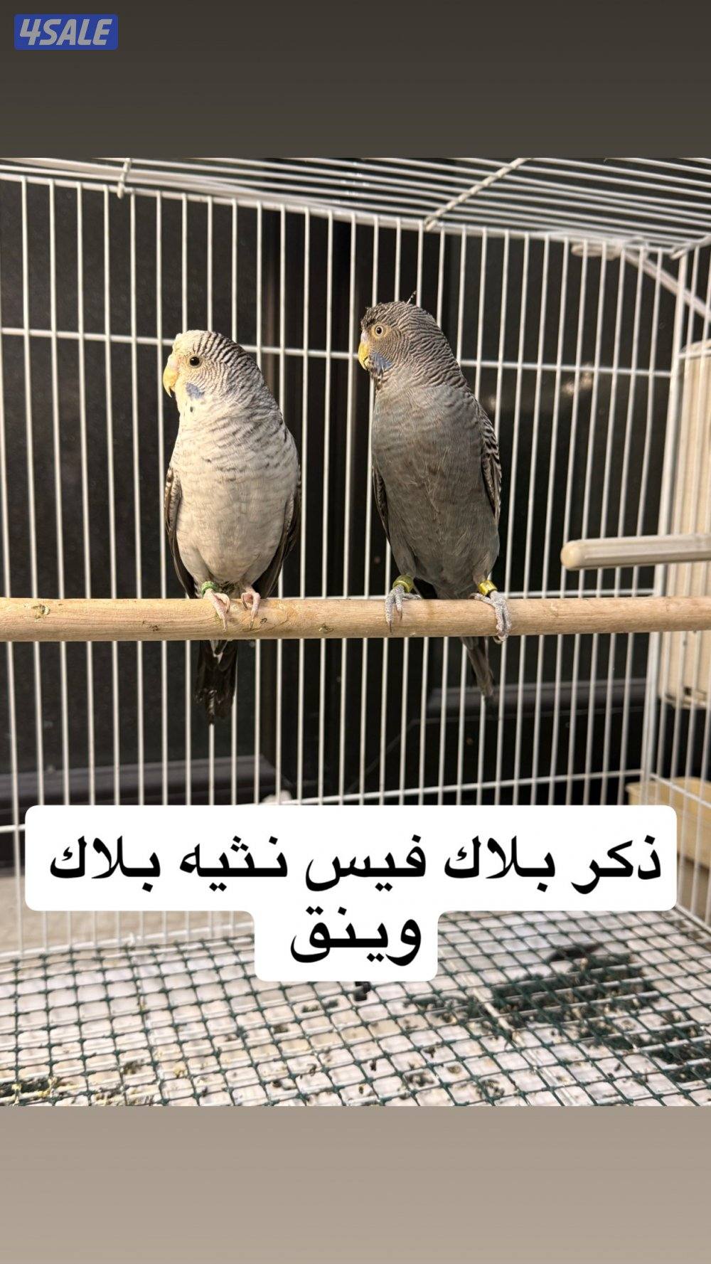 للبيع جمله ازواج نوادر3