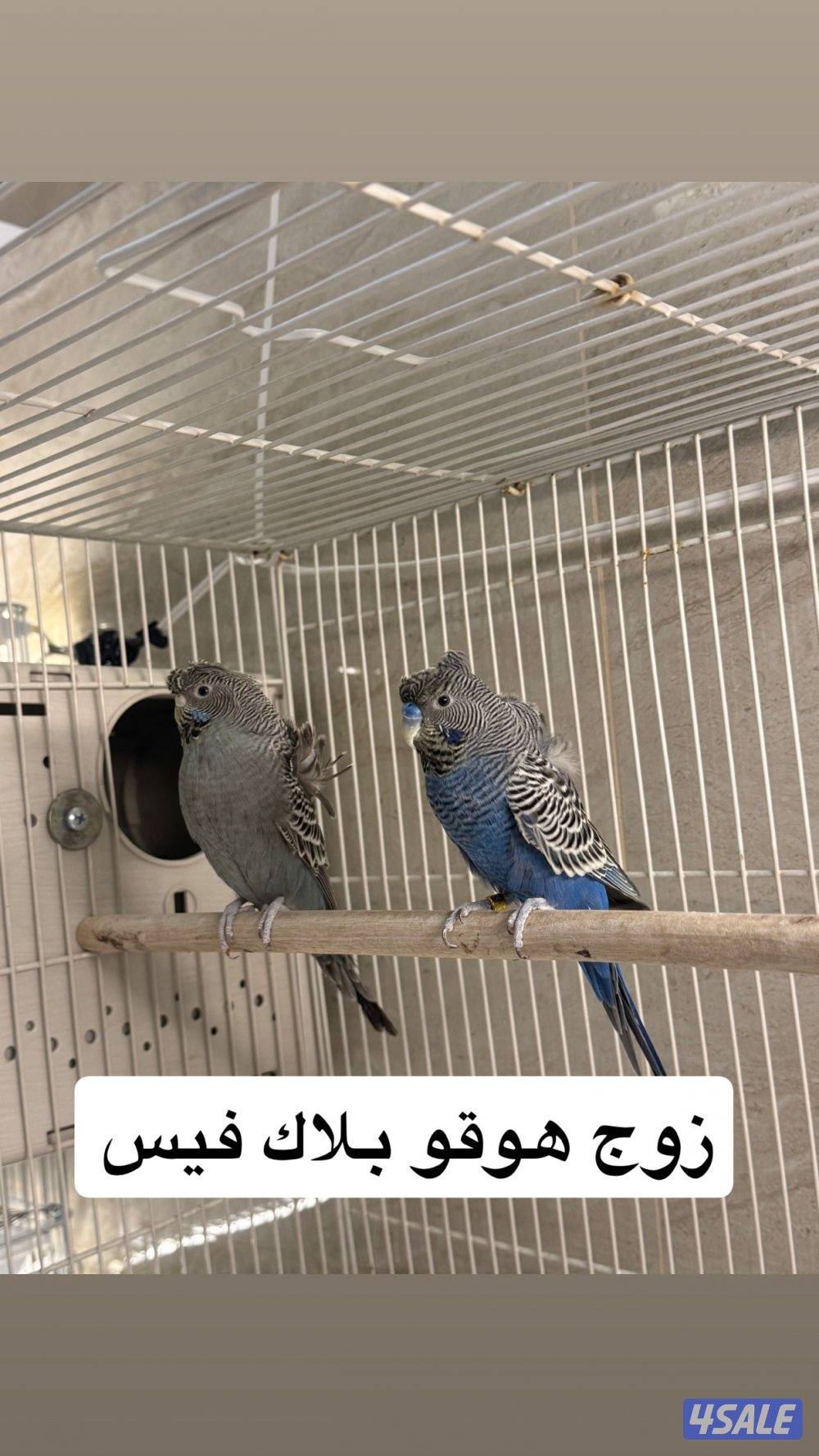 للبيع جمله ازواج نوادر4